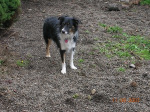 My beloved Shayla, who came from the pound herself.  Unfortunately, due to joblessness and a couple months of homelessness, Shayla had to be rehomed through Australian Shepherd Rescue and Placement Helpline.  She now lives in the Eugene area with a new family.